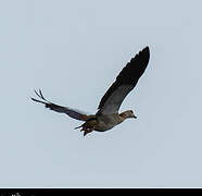 Egyptian Goose