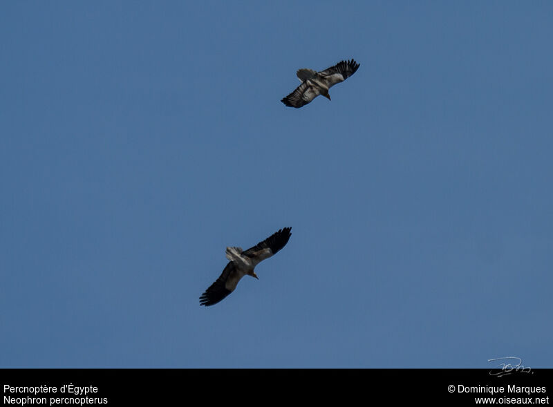 Egyptian Vulture , Flight