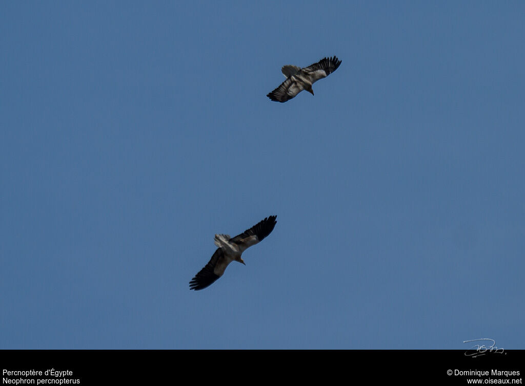 Egyptian Vulture , Flight