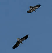 Egyptian Vulture