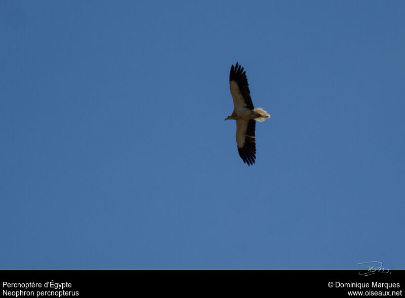 Egyptian Vulture, Flight