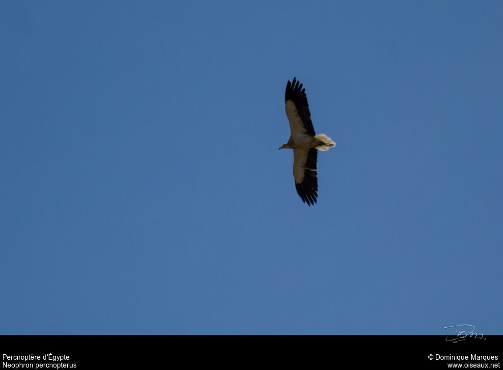 Egyptian Vulture, Flight