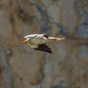 Egyptian Vulture