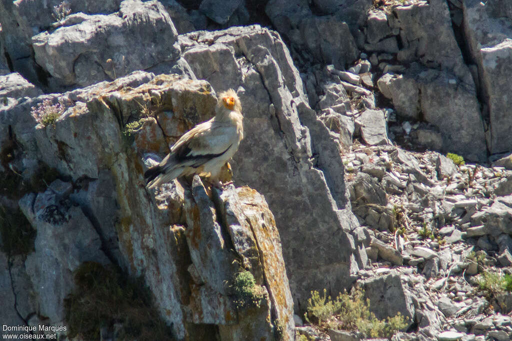 Percnoptère d'Égypteadulte, habitat