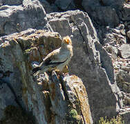 Egyptian Vulture