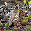 Perdrix gambra