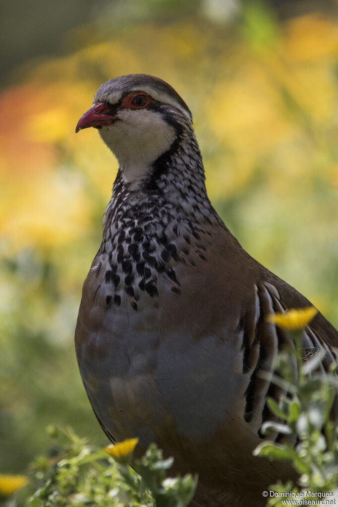 Perdrix rougeadulte, portrait