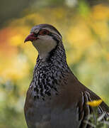 Red-legged Partridge