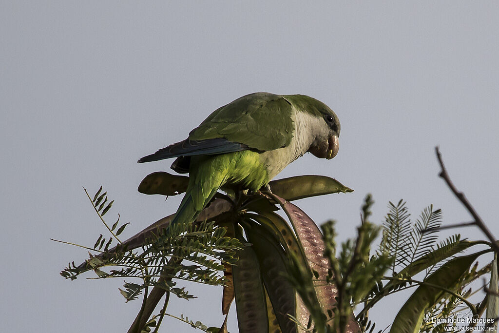 Monk Parakeetadult, identification, eats