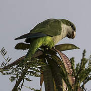 Monk Parakeet