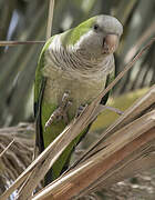 Monk Parakeet