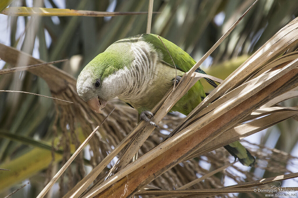 Monk Parakeetadult