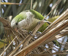 Monk Parakeet