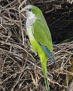 Monk Parakeet