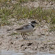 Little Ringed Plover