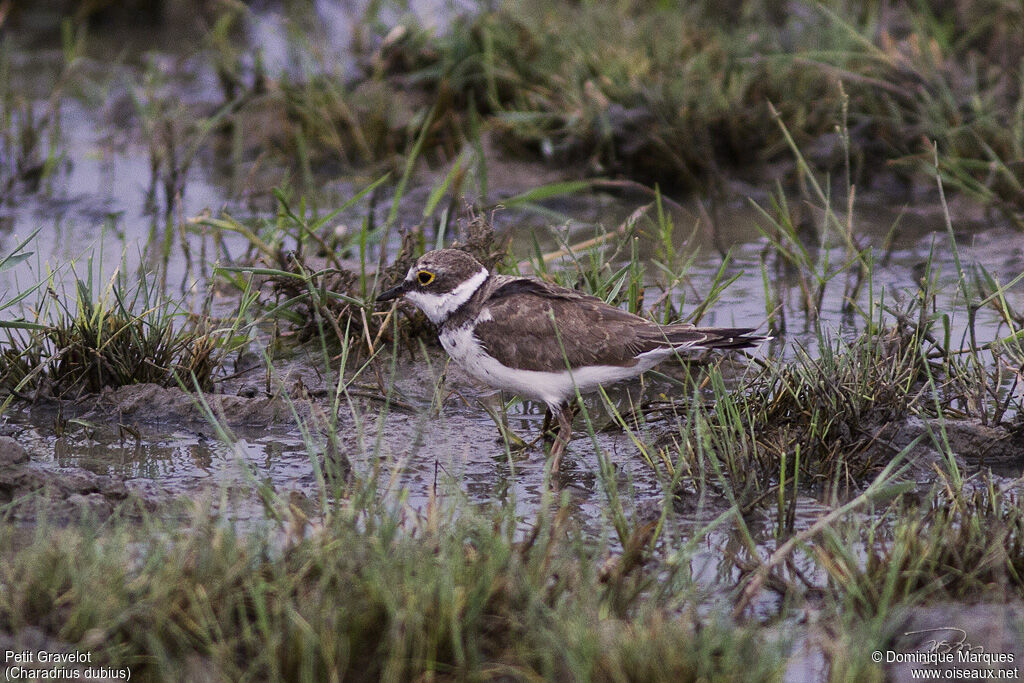 Little Ringed Ploveradult post breeding, identification