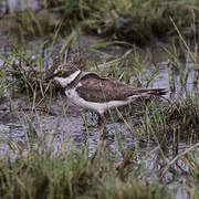 Little Ringed Plover