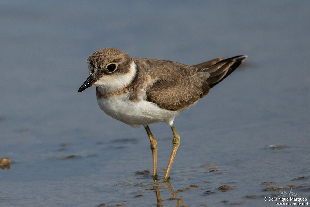 Little Ringed Ploverjuvenile, identification