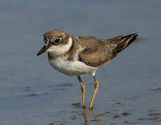 Little Ringed Plover