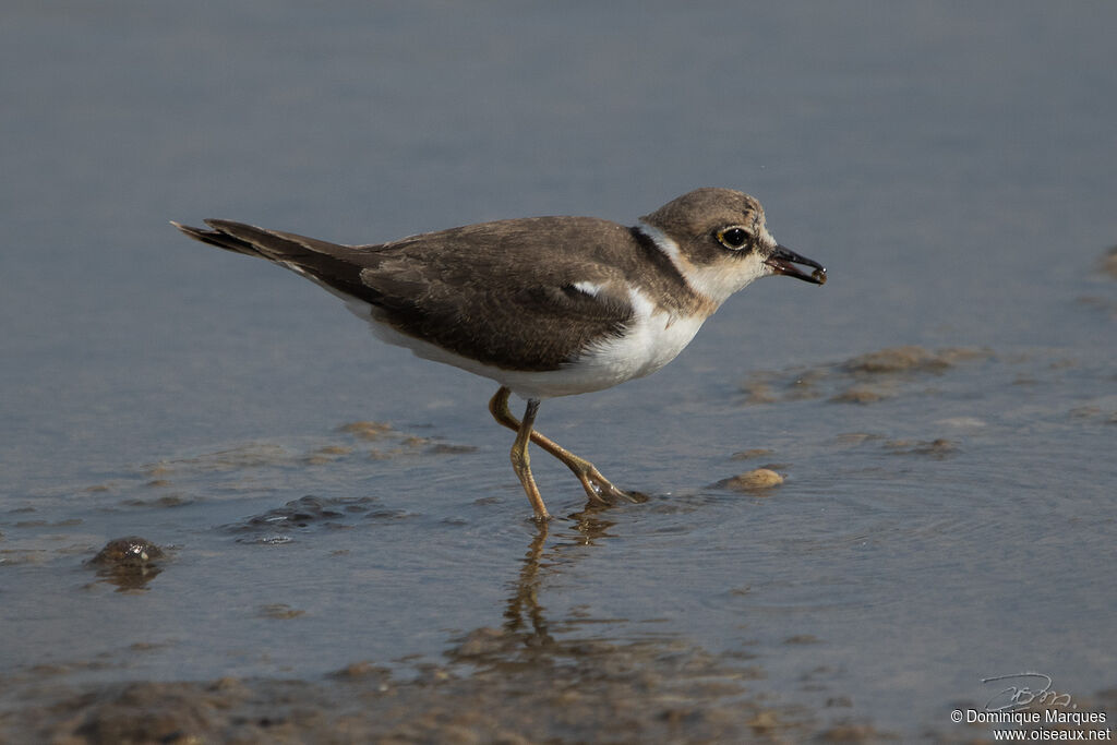 Little Ringed Ploverjuvenile, identification, eats