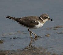 Little Ringed Plover