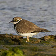 Little Ringed Plover