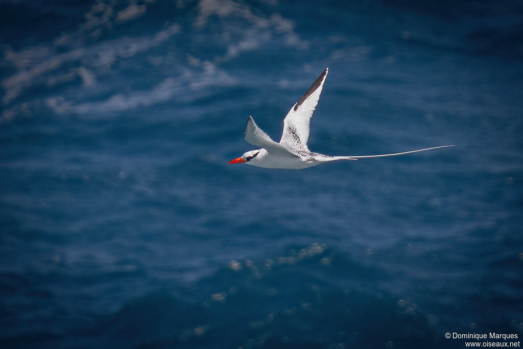 Phaéton à bec rougeadulte, identification