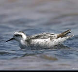 Phalarope à bec étroit