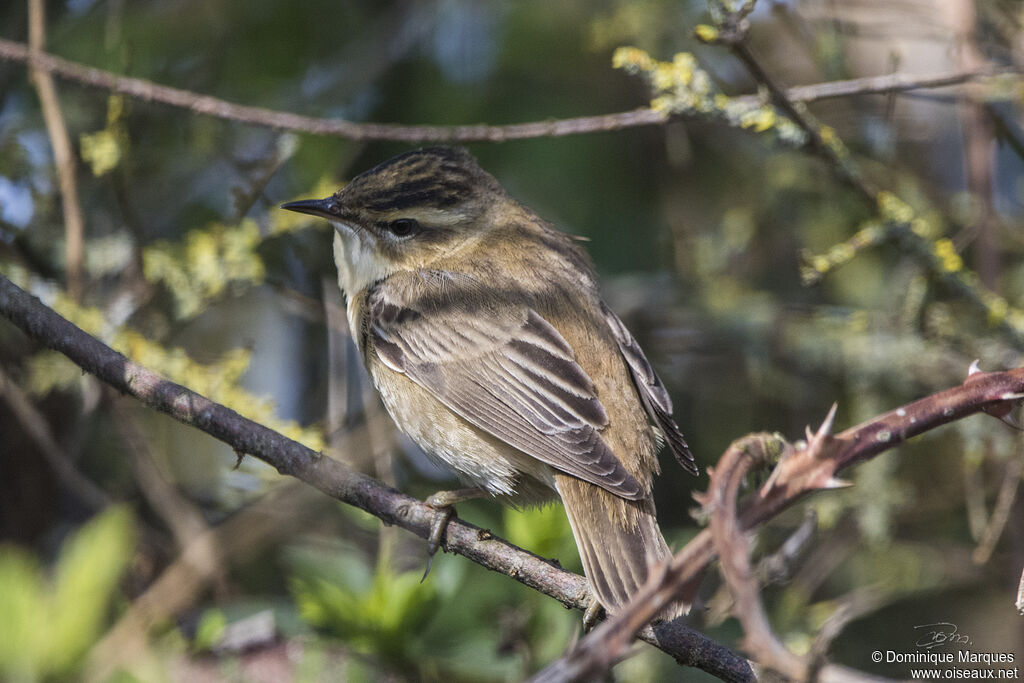 Sedge Warbler