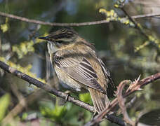 Sedge Warbler