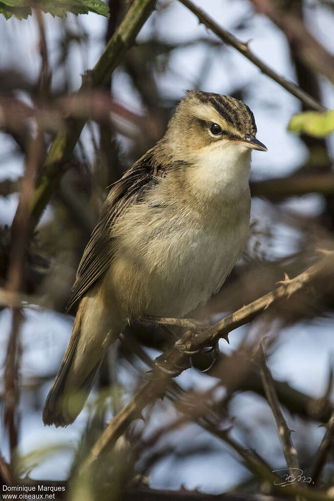 Sedge Warbleradult, close-up portrait