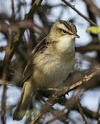 Sedge Warbler