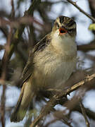 Sedge Warbler