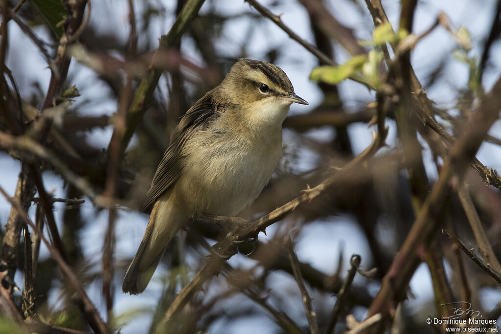 Sedge Warbleradult