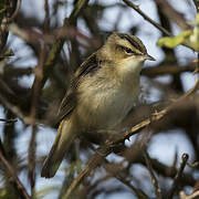 Sedge Warbler