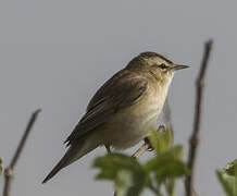 Sedge Warbler