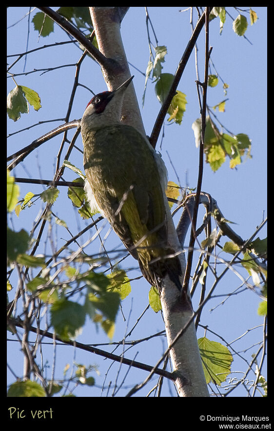 European Green Woodpecker male adult, identification