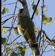 European Green Woodpecker