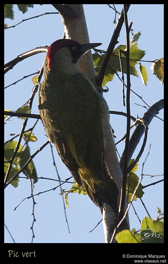 Pic vert mâle adulte, identification