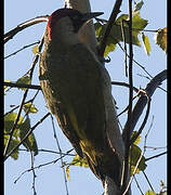 European Green Woodpecker