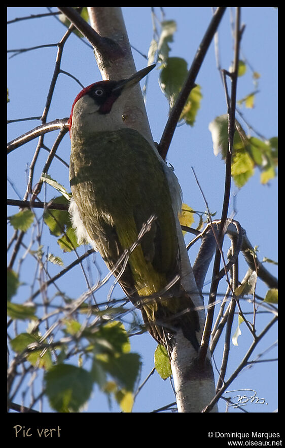 European Green Woodpecker male adult, identification