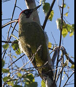 European Green Woodpecker