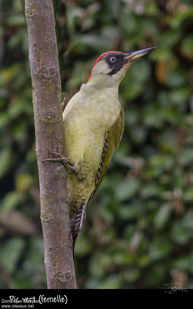 Pic vert femelle adulte nuptial, identification