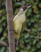 European Green Woodpecker