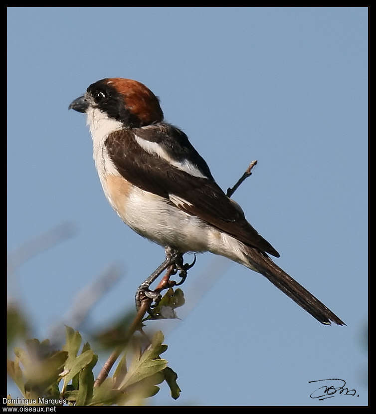 Woodchat Shrike male adult, identification