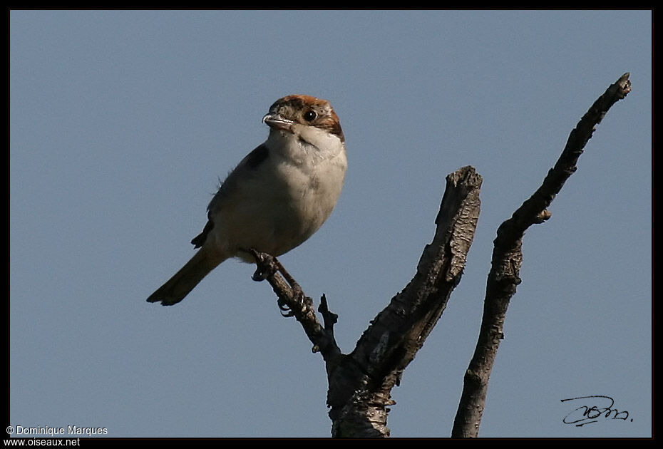 Woodchat Shrike female adult