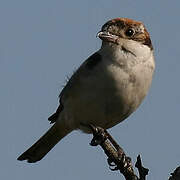 Woodchat Shrike