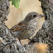 Woodchat Shrike