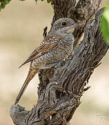 Woodchat Shrike