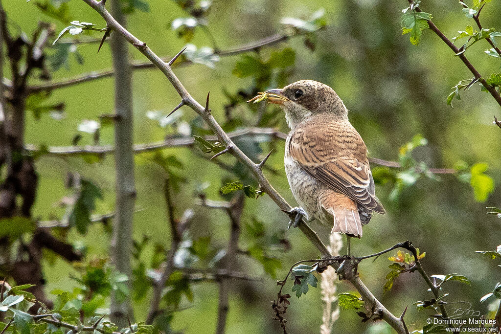 Red-backed Shrike male juvenile, identification, eats